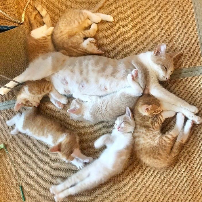 ほぼ同じデザインの親子7匹です