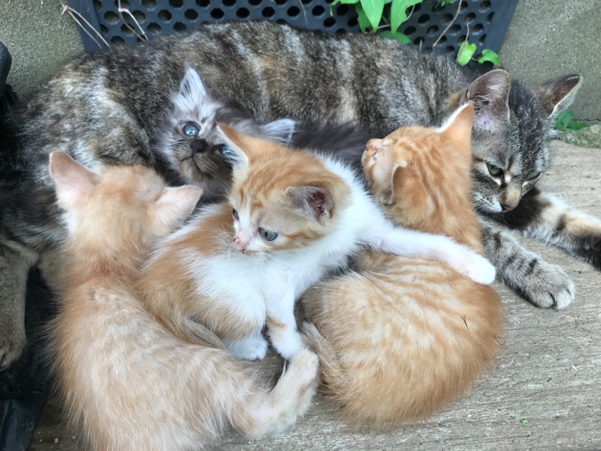 いのちつないだ！母猫の愛