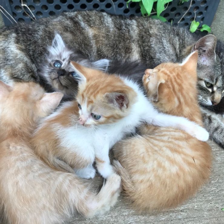 いのちつないだ！母猫の愛