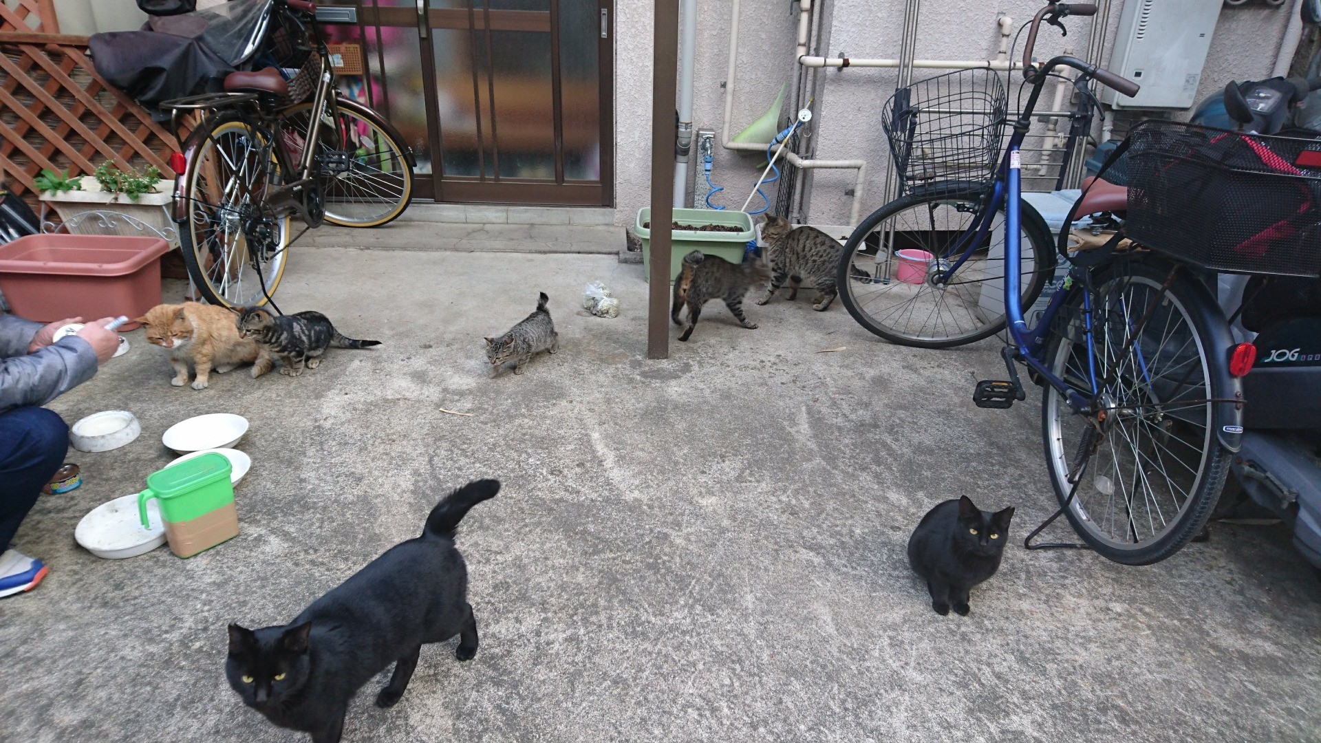ごはんだよー