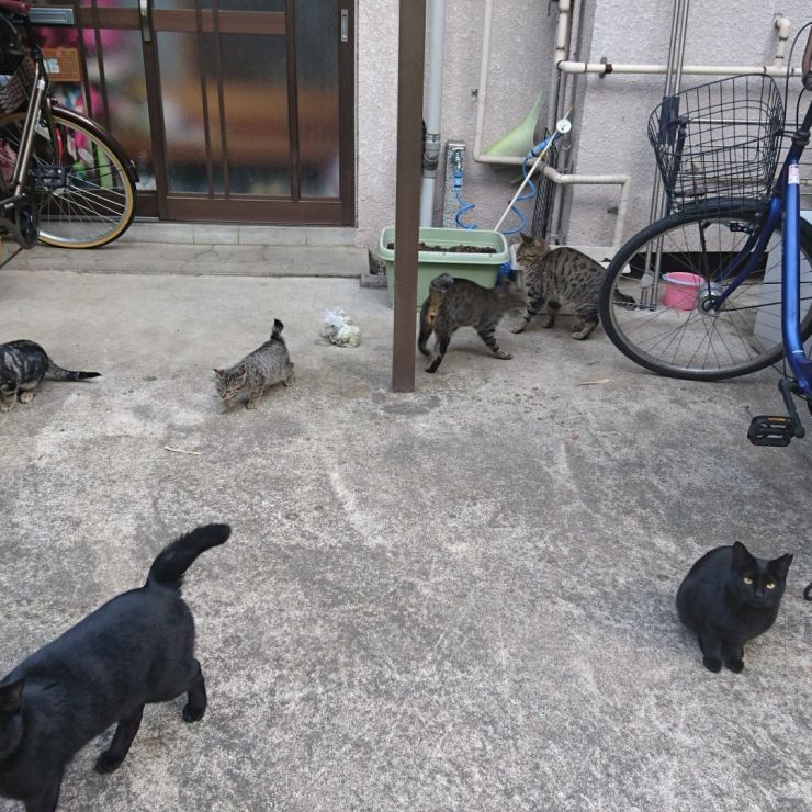 ごはんだよー