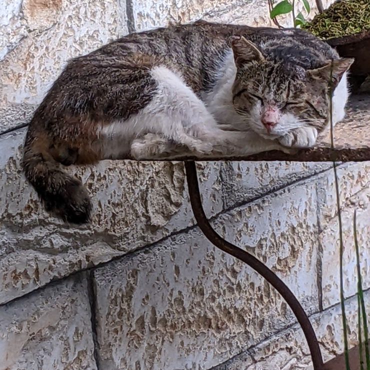 地域の怪我の多い猫