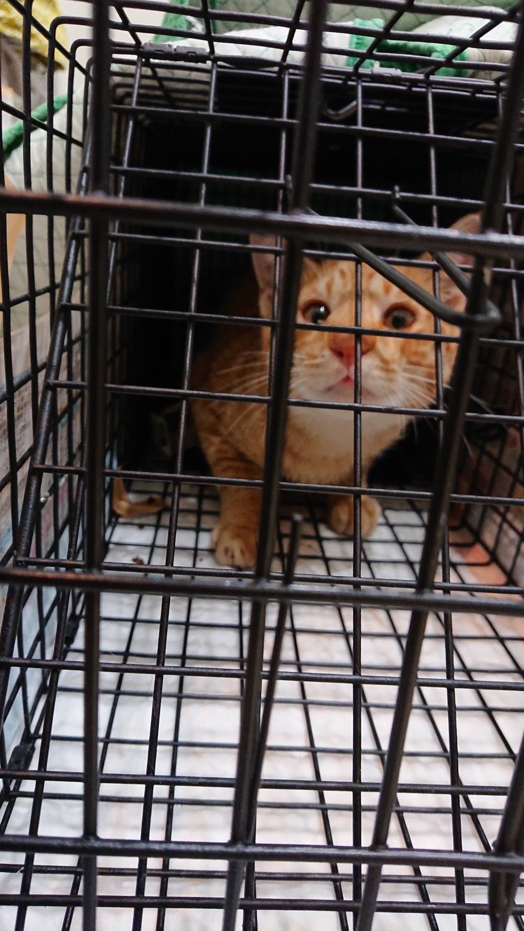 さくらねこ