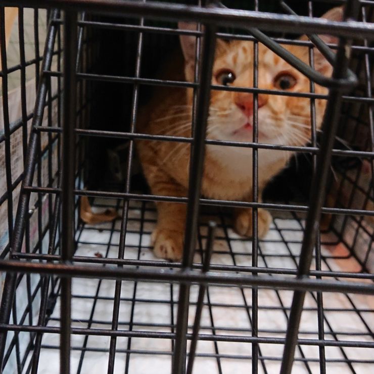 さくらねこ