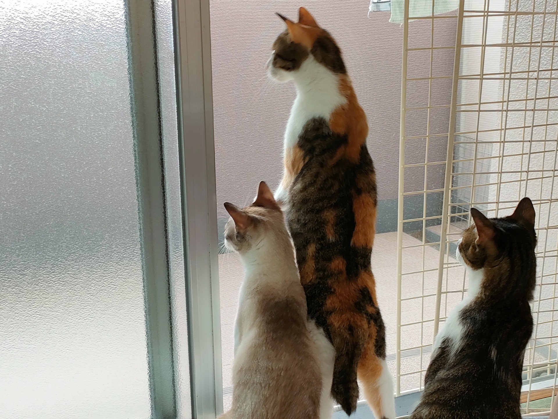 何かいるぞ!