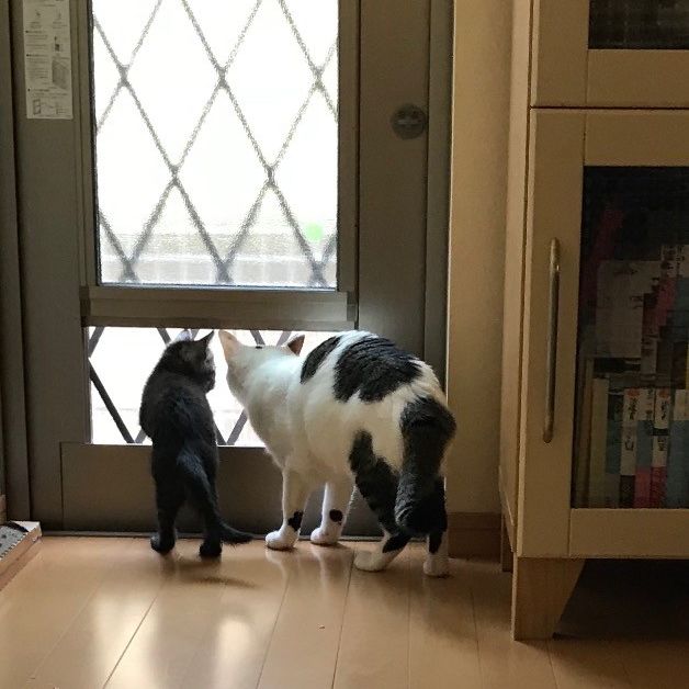 お外は危険がいっぱいやねんで