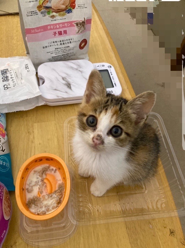 お鼻擦れたの