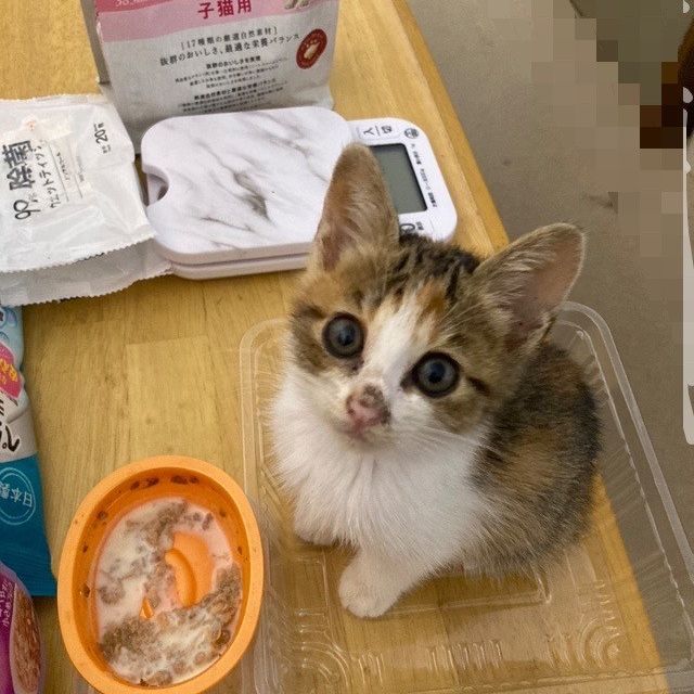 お鼻擦れたの