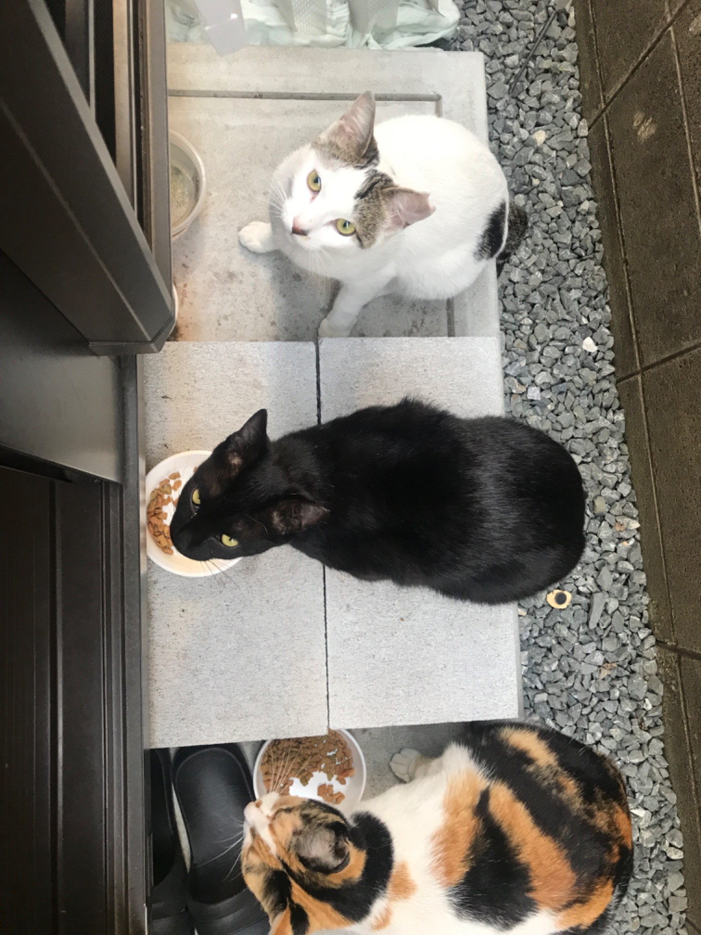 今日もおはよう。いただきます。