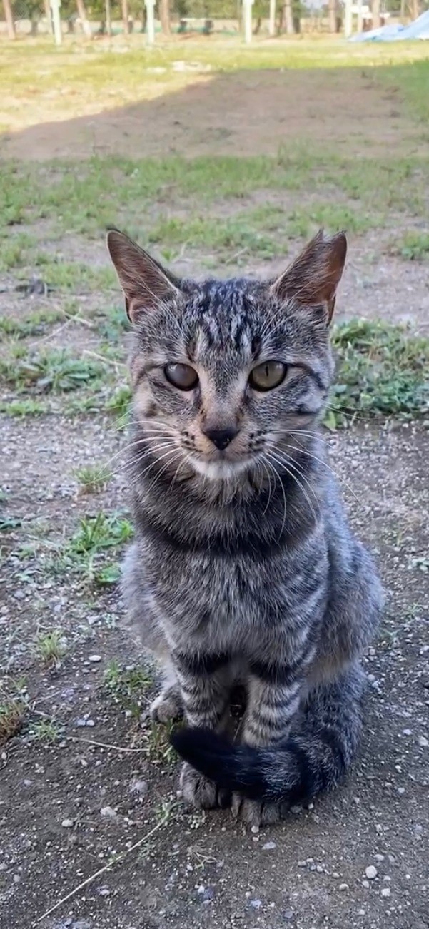 ねこ風邪に負けないよ！