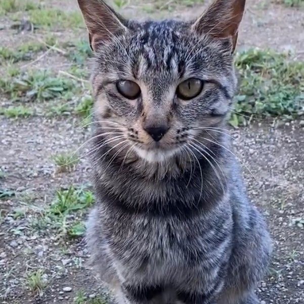 ねこ風邪に負けないよ！
