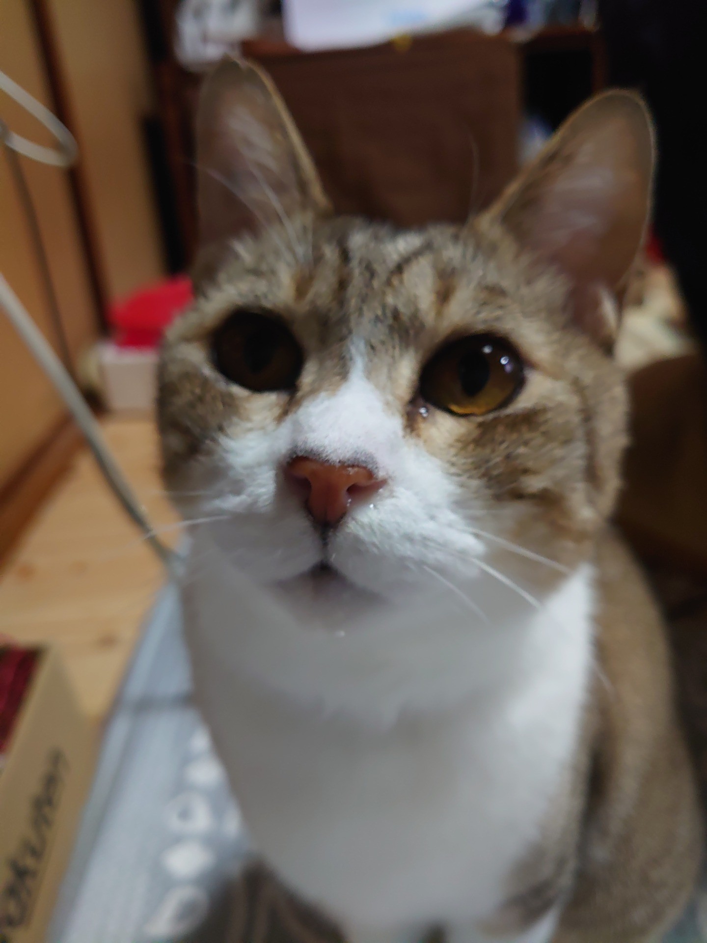 引っ越し前日…