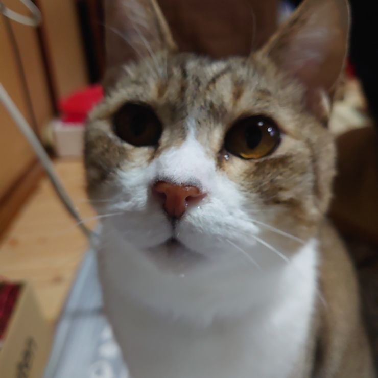 引っ越し前日…