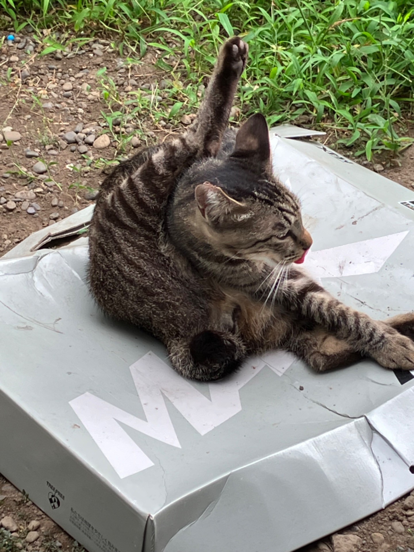 さくらねこ