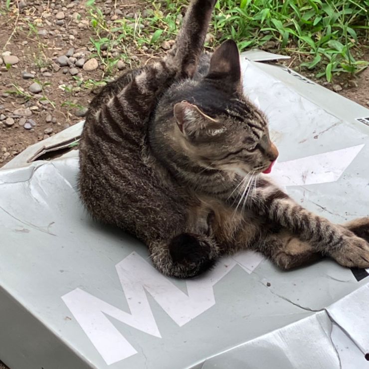 さくらねこ