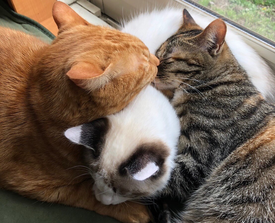 家族だね