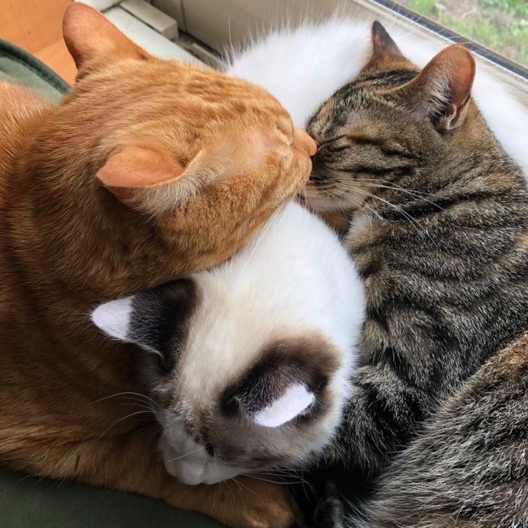 家族だね