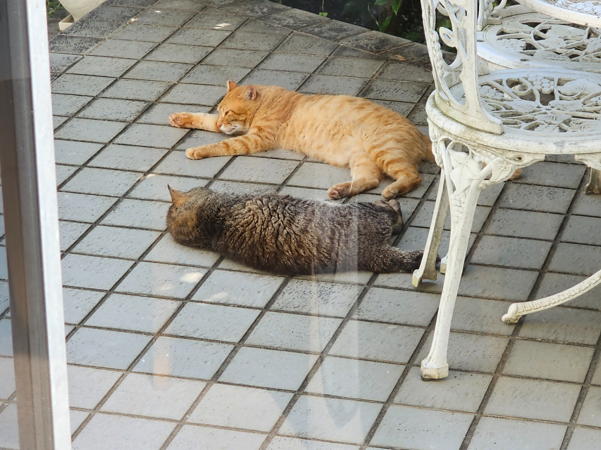 さくらねこの日常