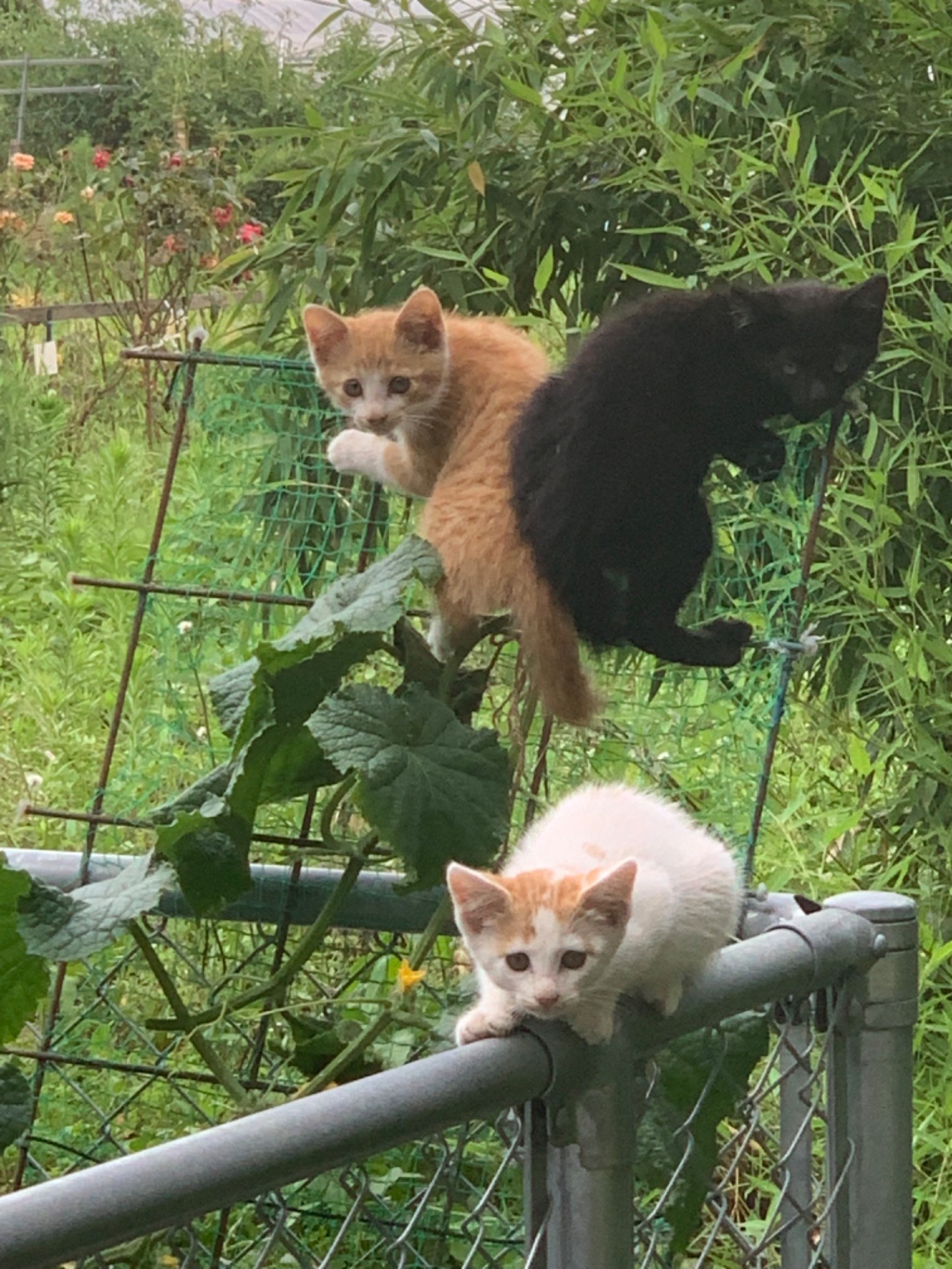 イタズラ猫