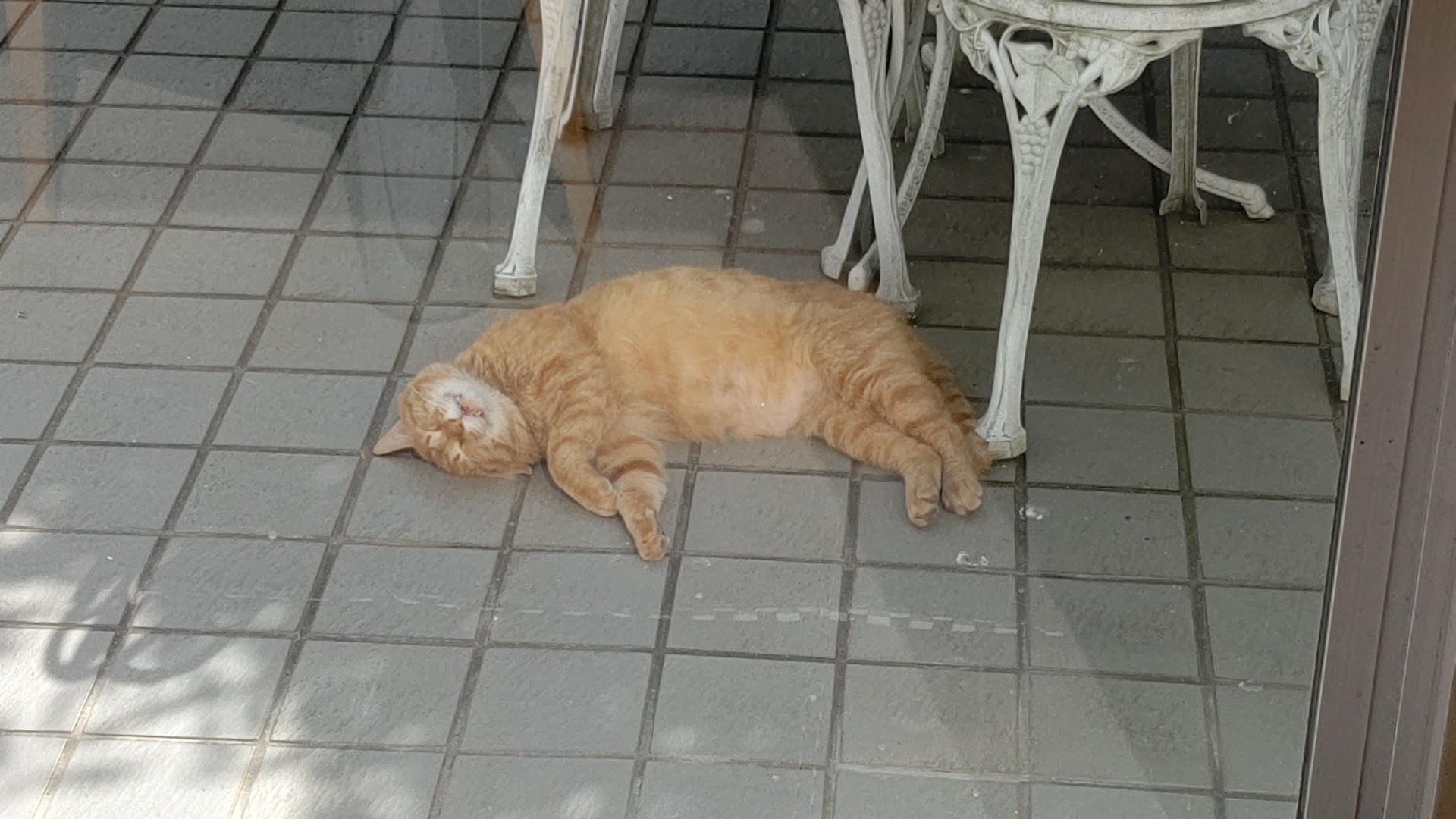 さくらねこの日常