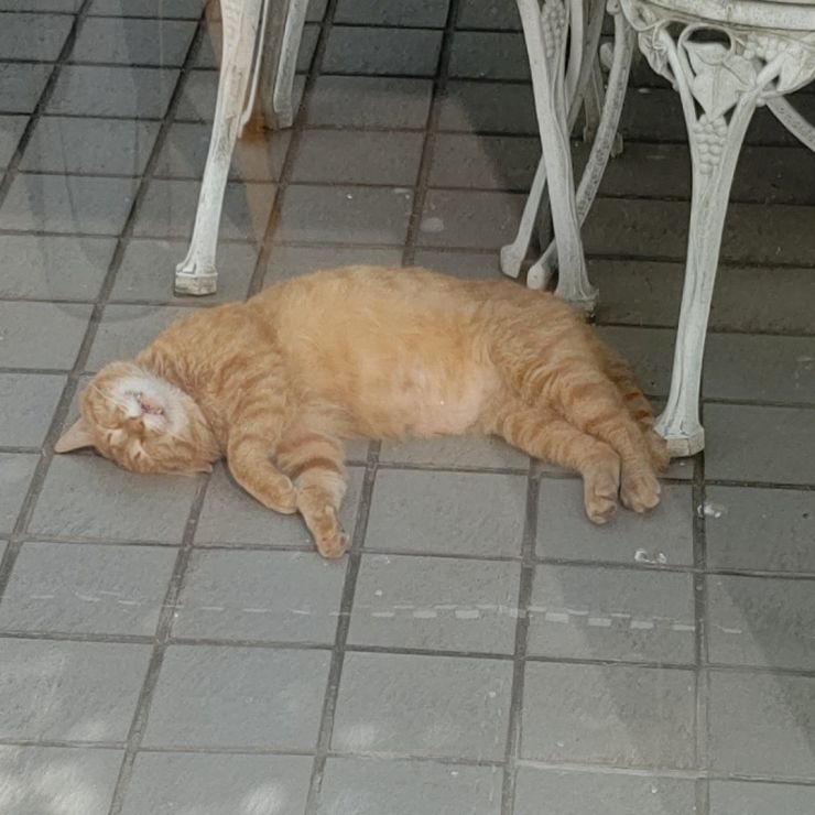 さくらねこの日常