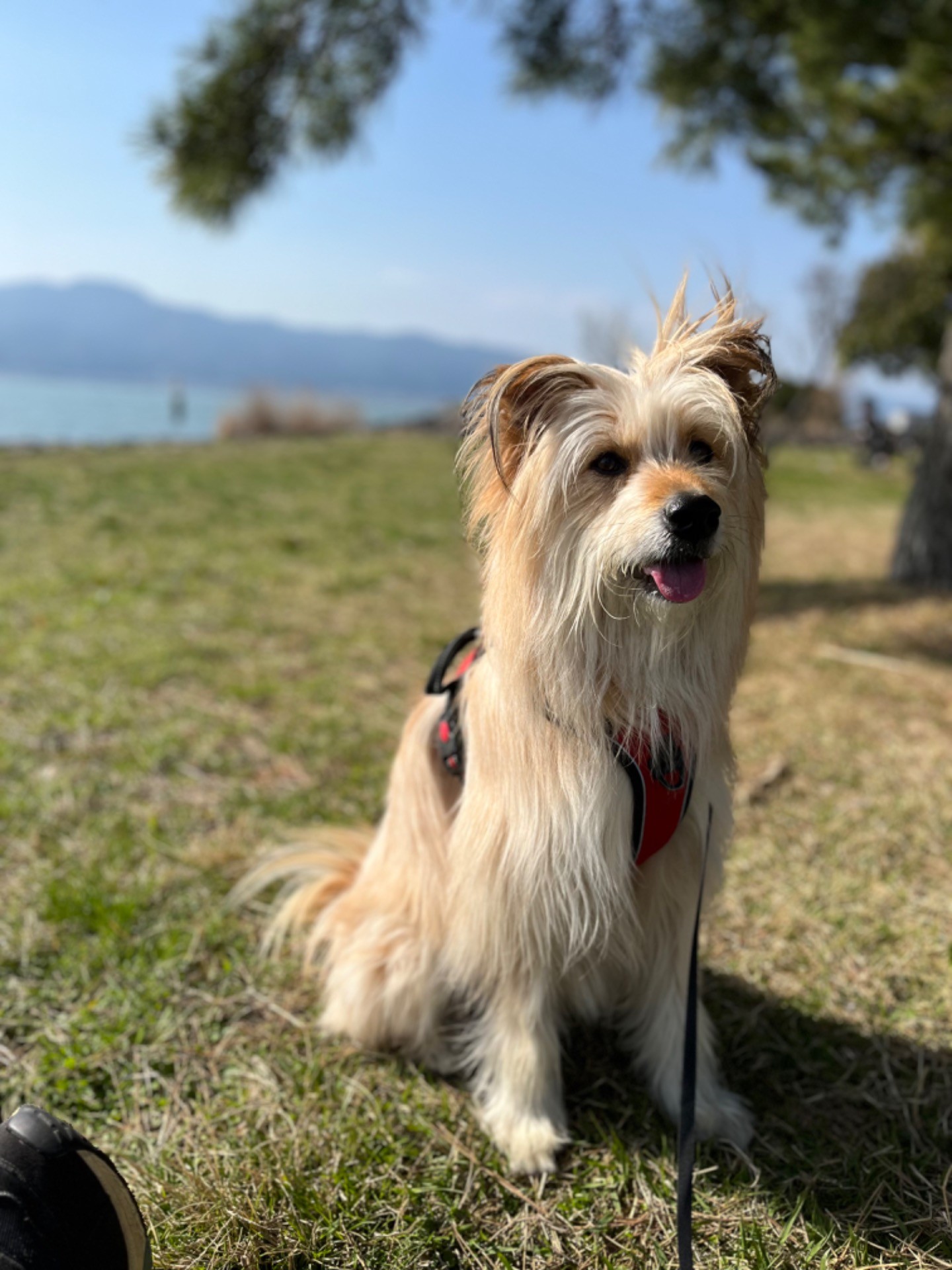 徳島県で保護された元野犬のくぅちゃん