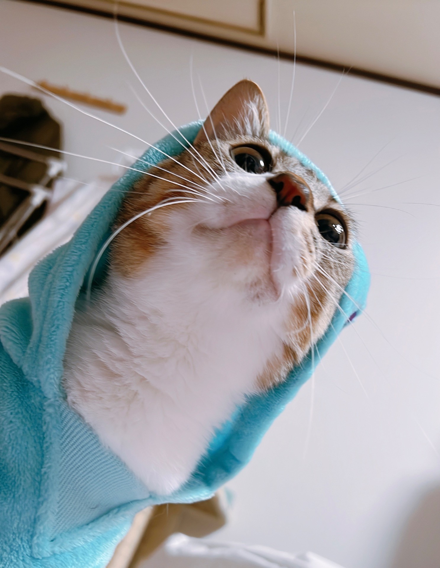 幸運を呼ぶ猫