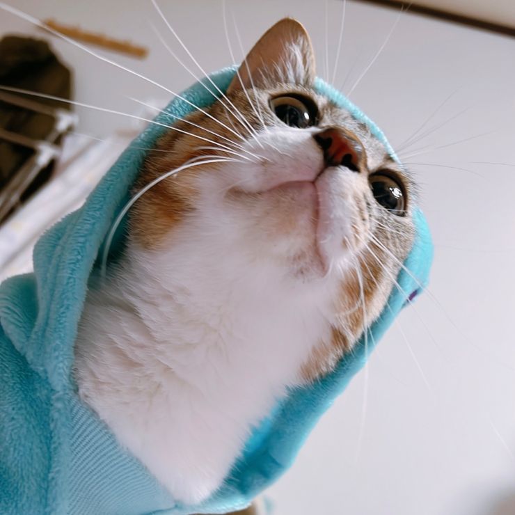 幸運を呼ぶ猫