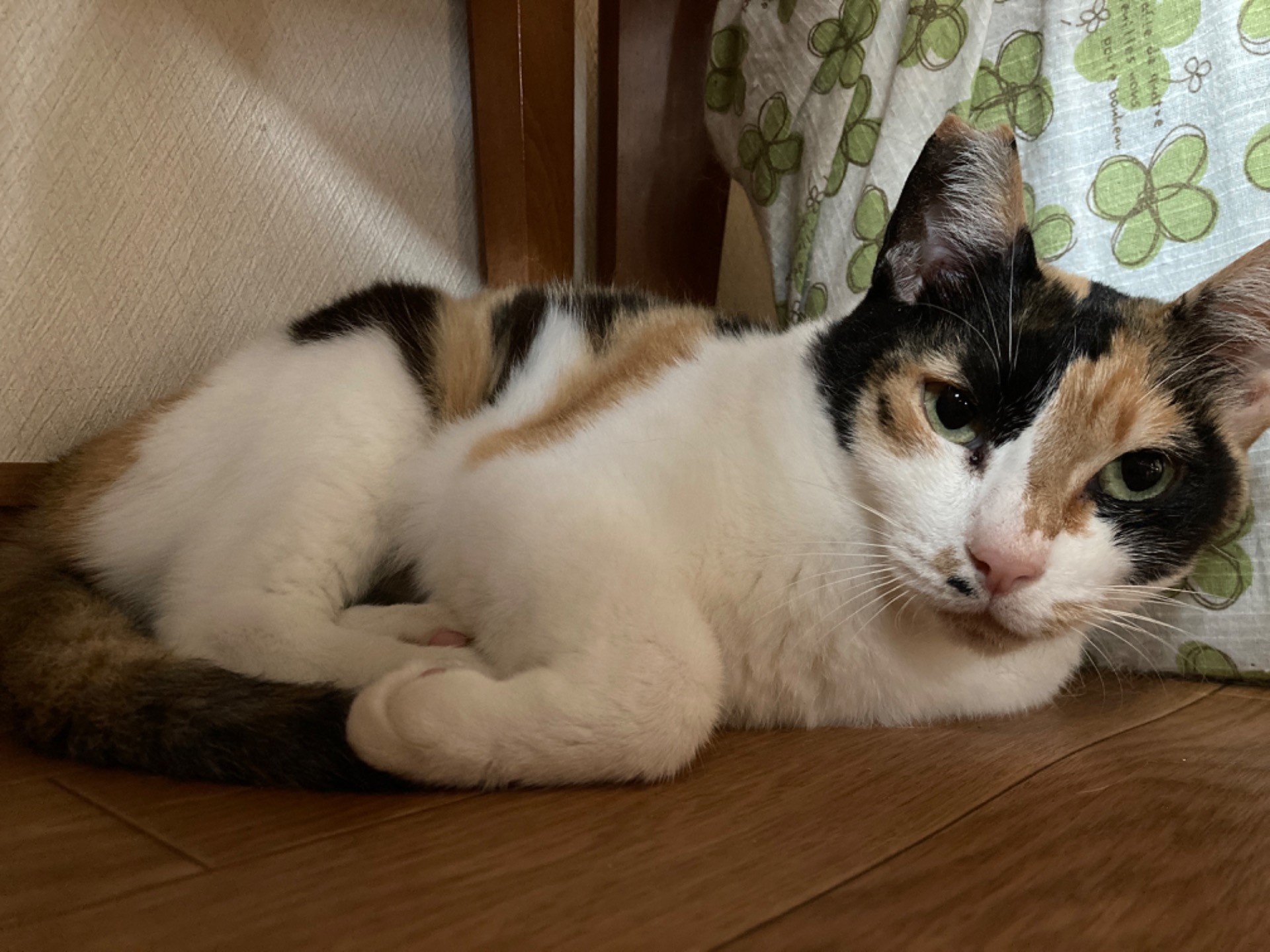 みぃ