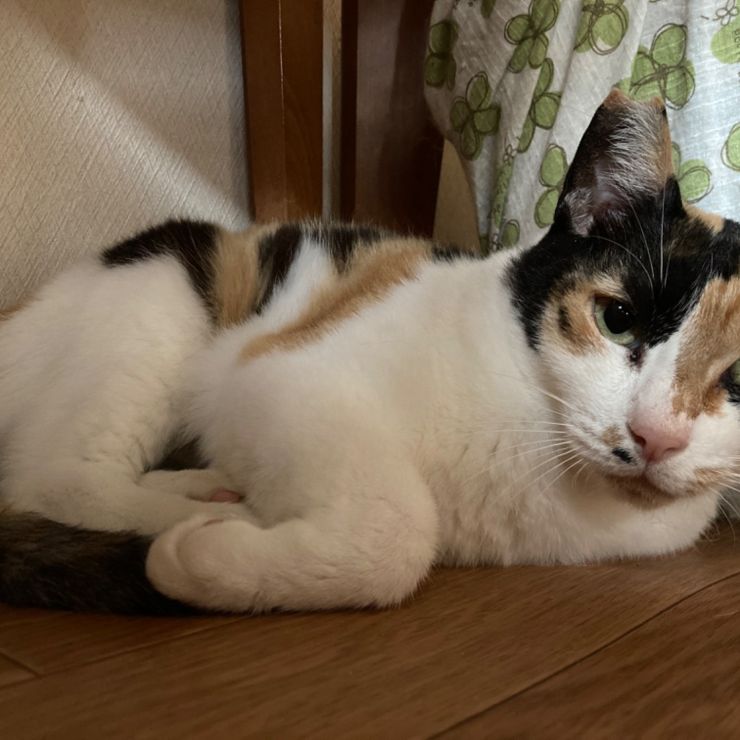 みぃ