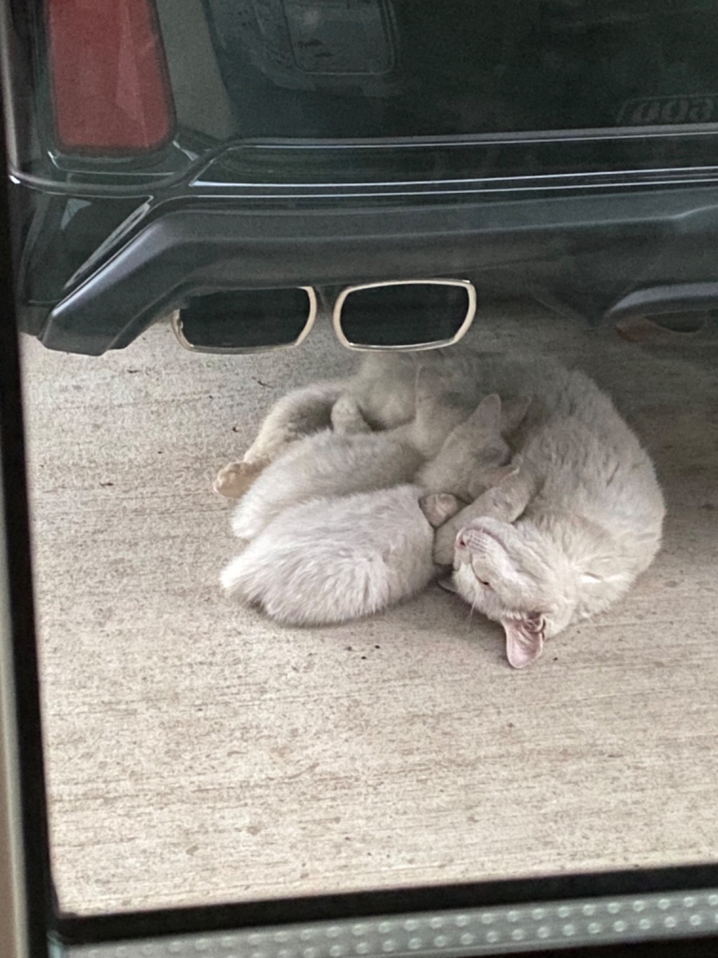 猫の親子