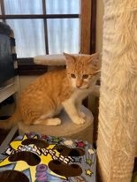 いのちつないだ！ニャンコ