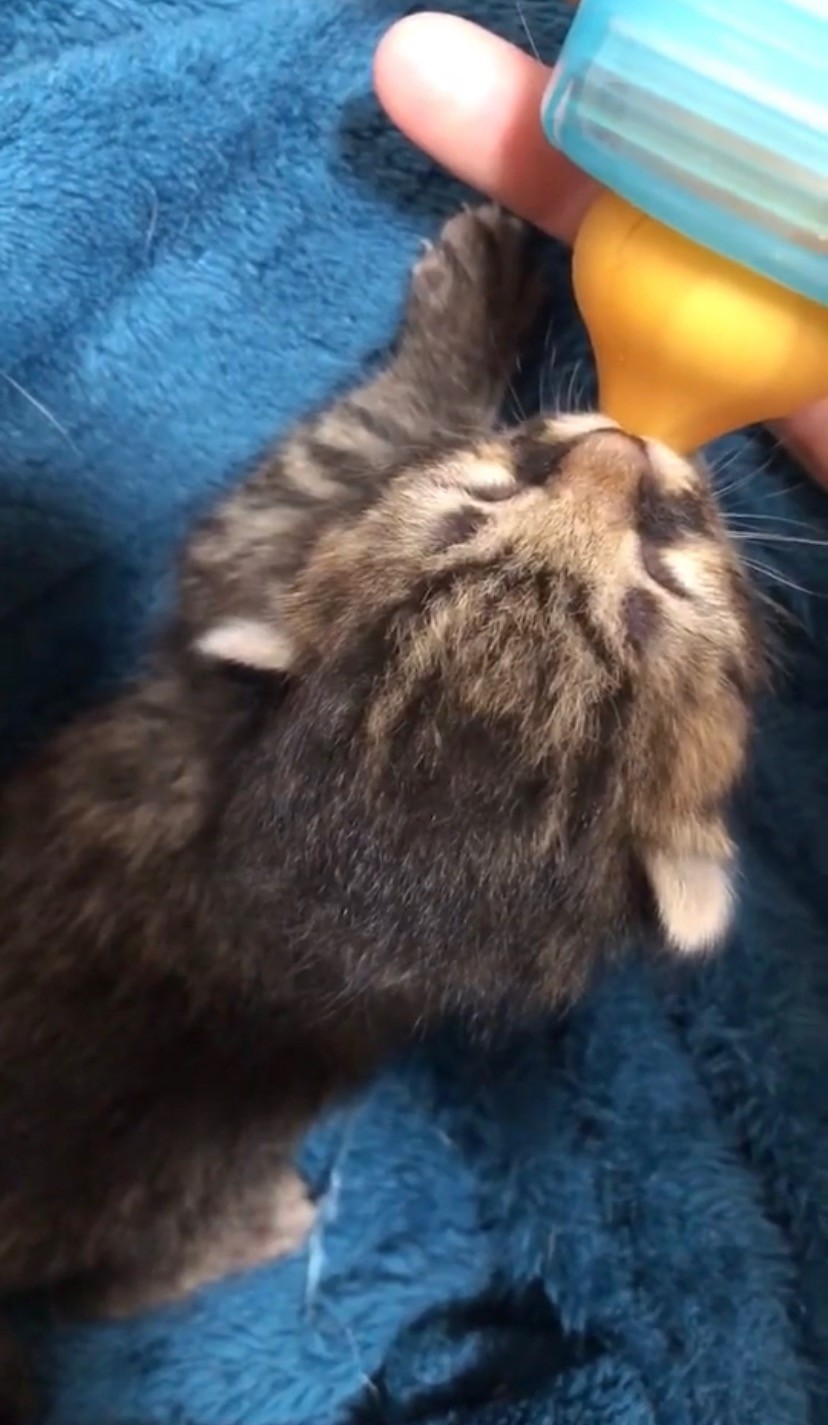 お母ニャン落とし物ですよ