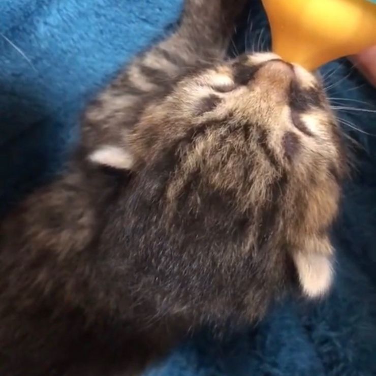 お母ニャン落とし物ですよ