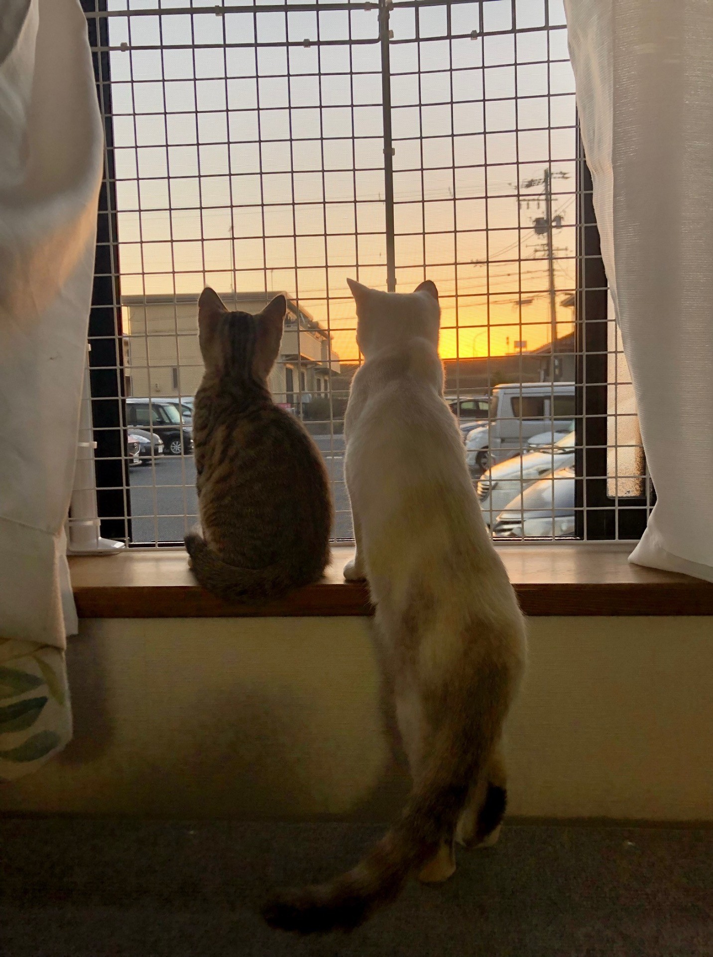 綺麗な夕日だね！