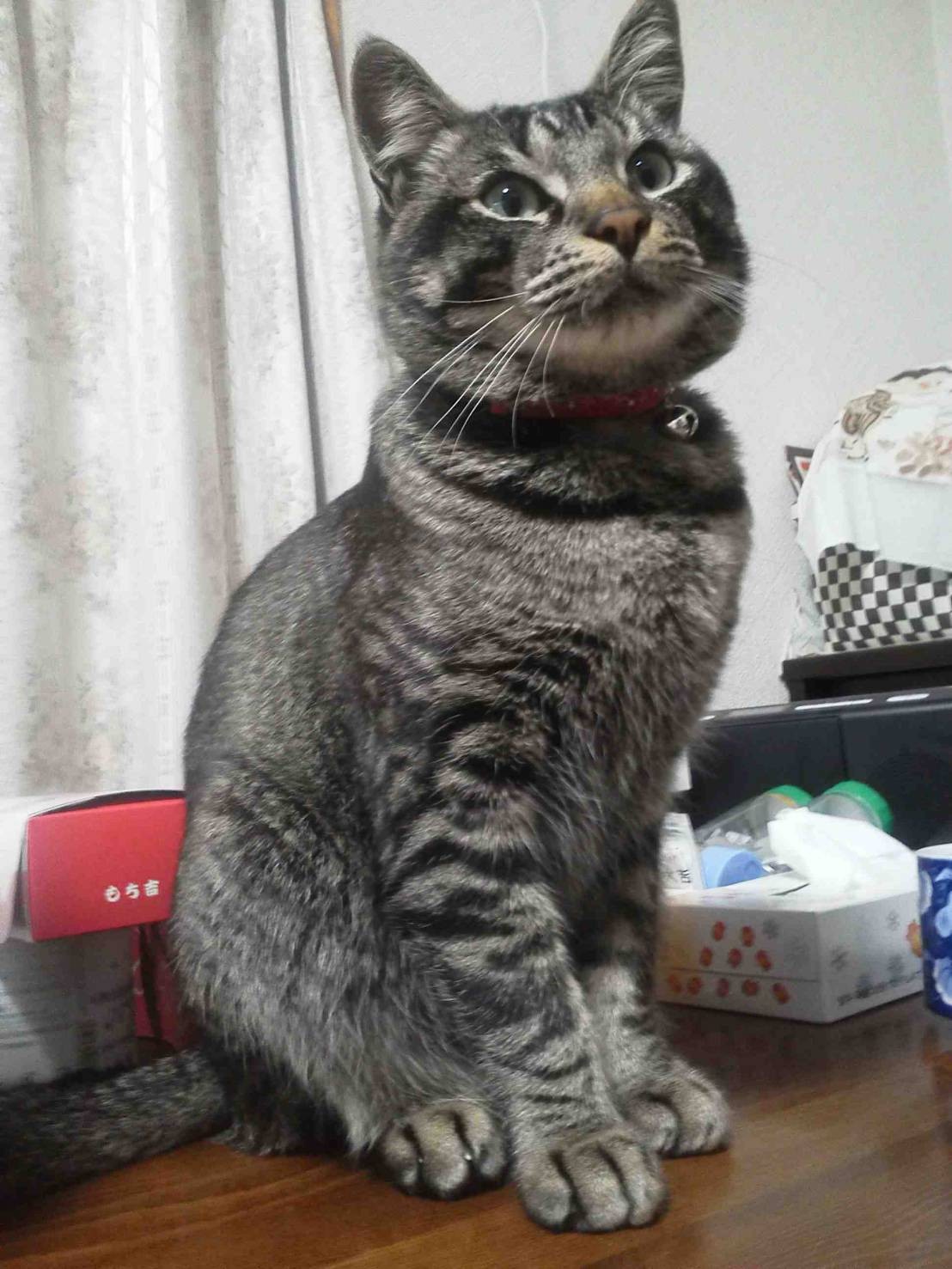若い！愛猫💓