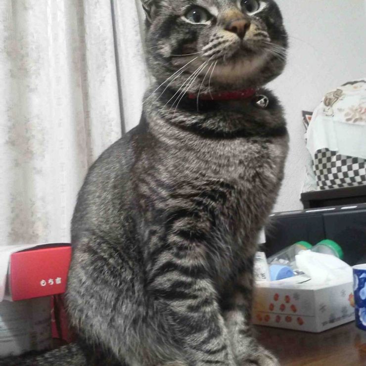 若い！愛猫💓