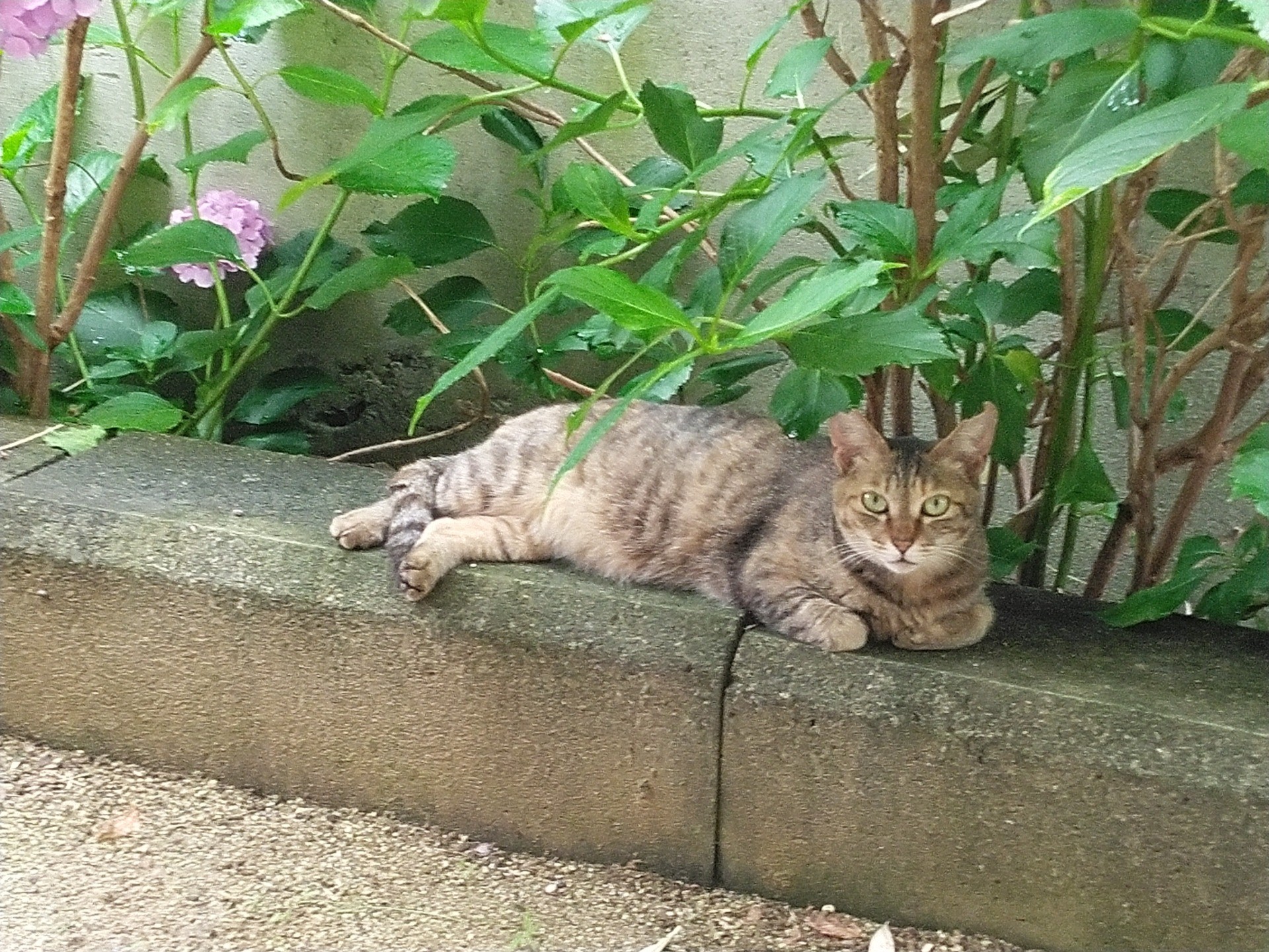 初夏の庭で