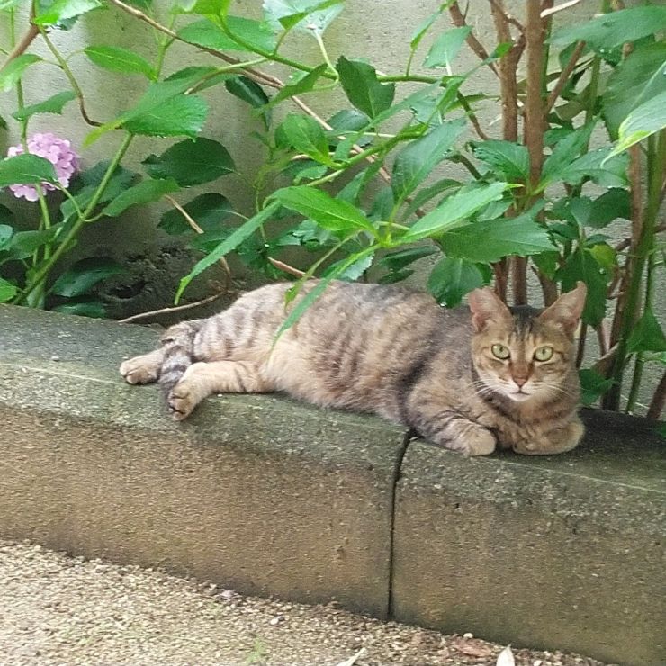 初夏の庭で