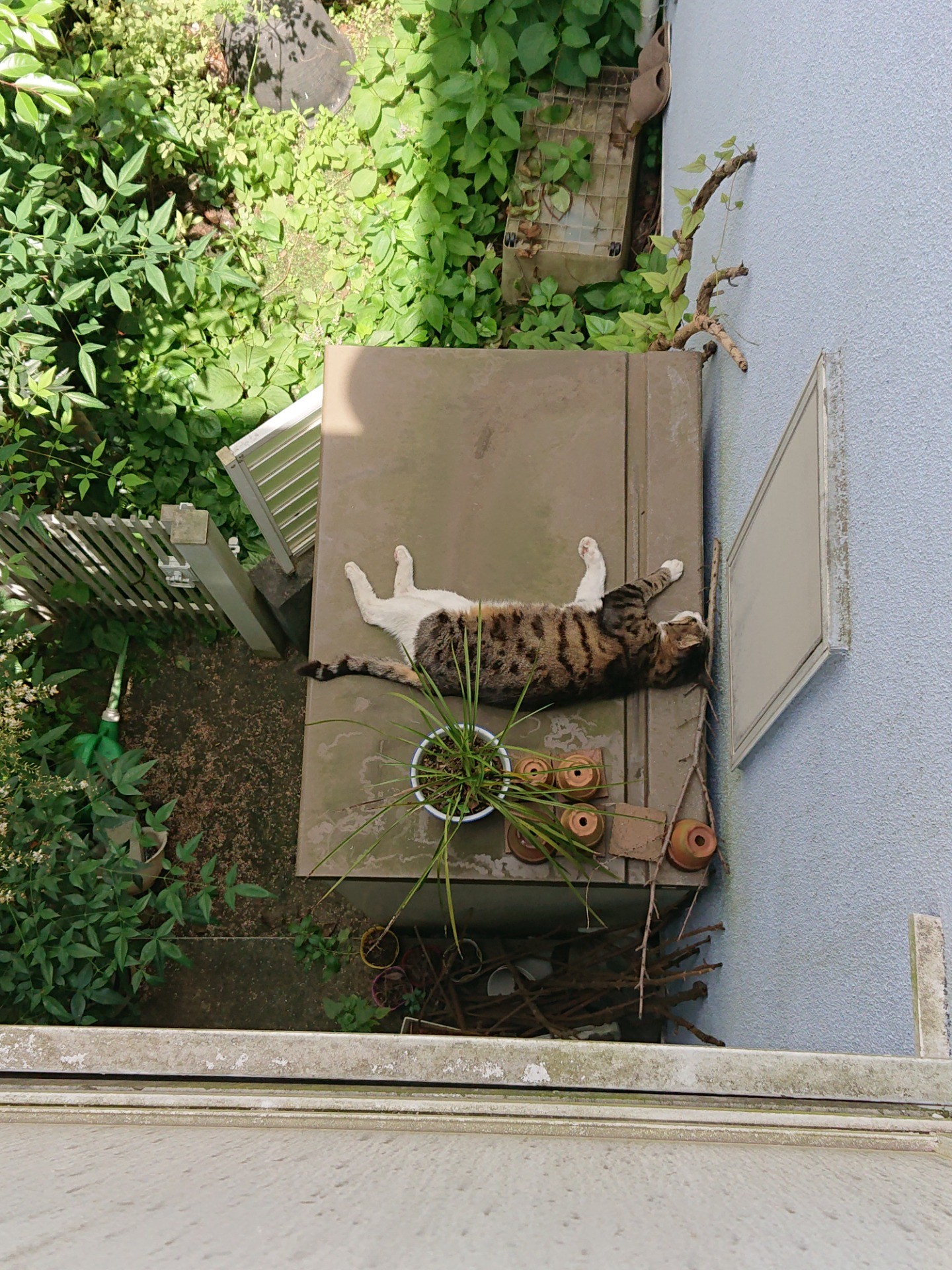 ここ涼しいにゃん