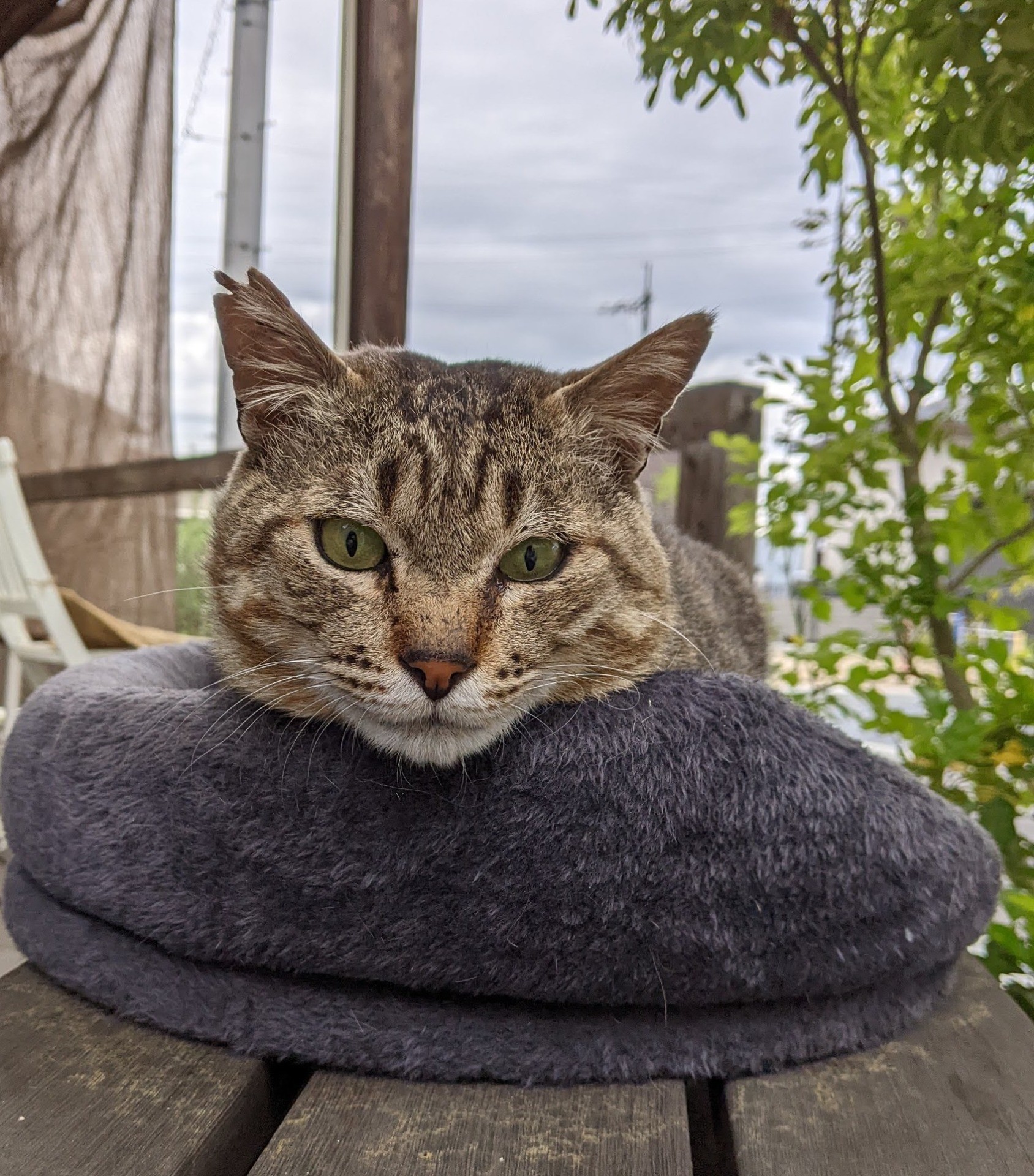 律儀な地域猫のボス