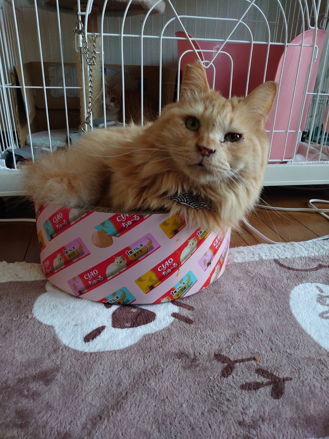 我が家のボス猫