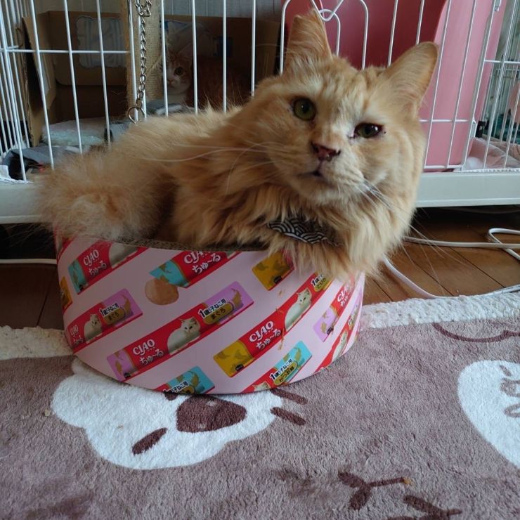 我が家のボス猫