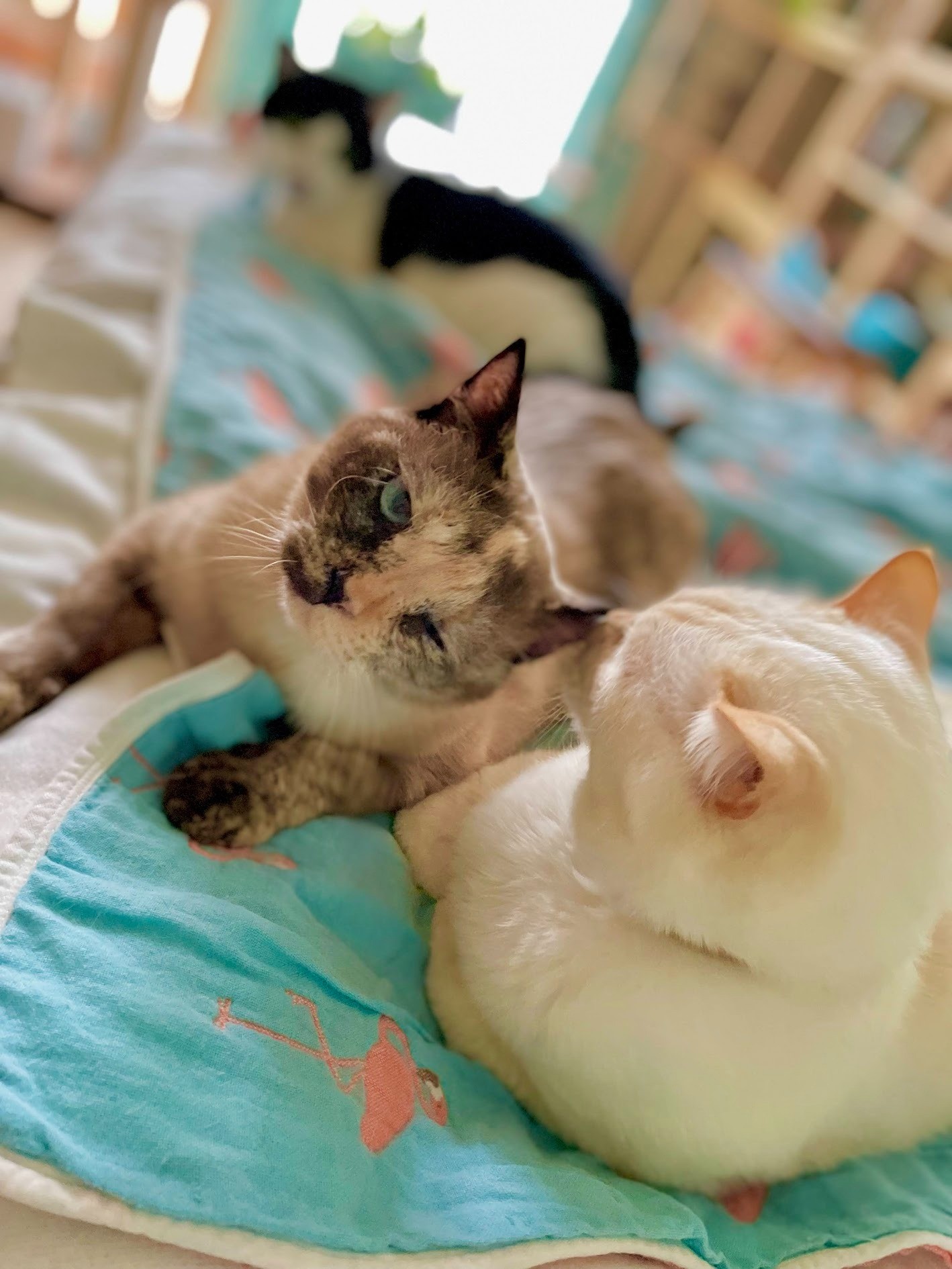 ふかふかとぺろぺろと