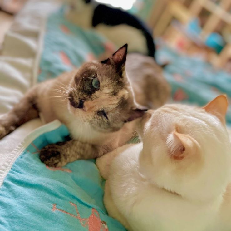 ふかふかとぺろぺろと
