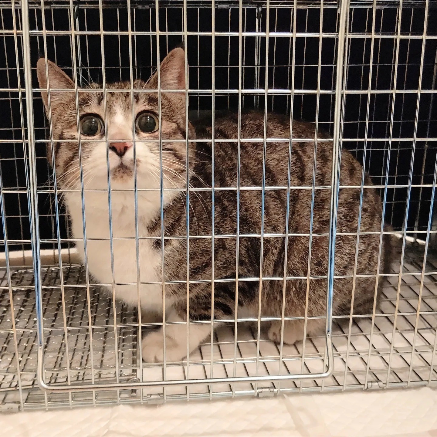 あたち、さくらねこになるの！