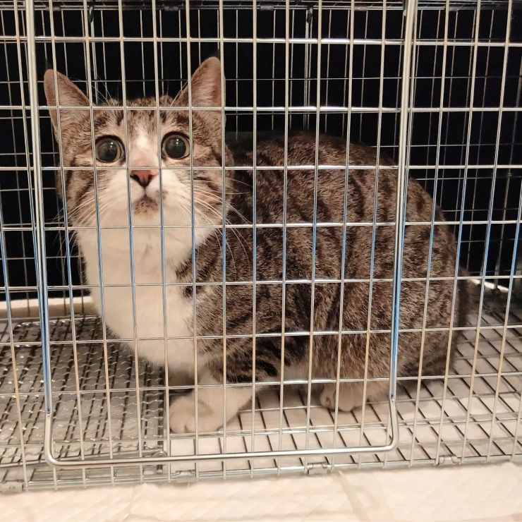 あたち、さくらねこになるの！