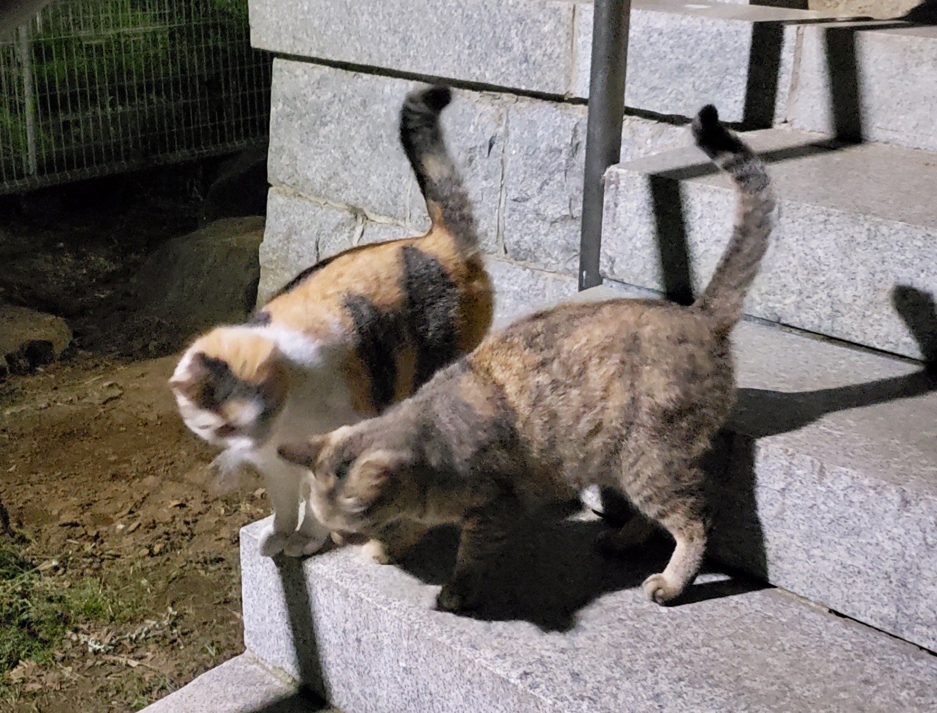 ママ猫と最後の娘猫