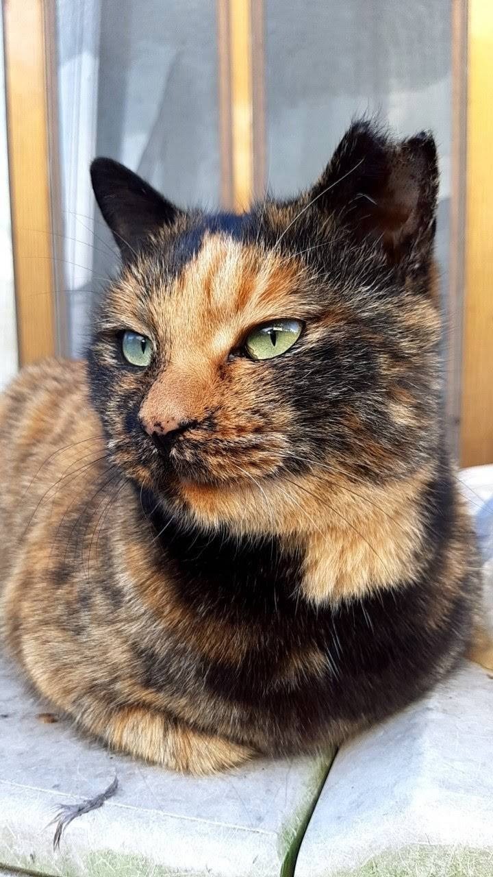 さくら猫って良いもんよ