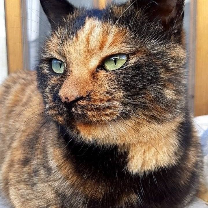 さくら猫って良いもんよ